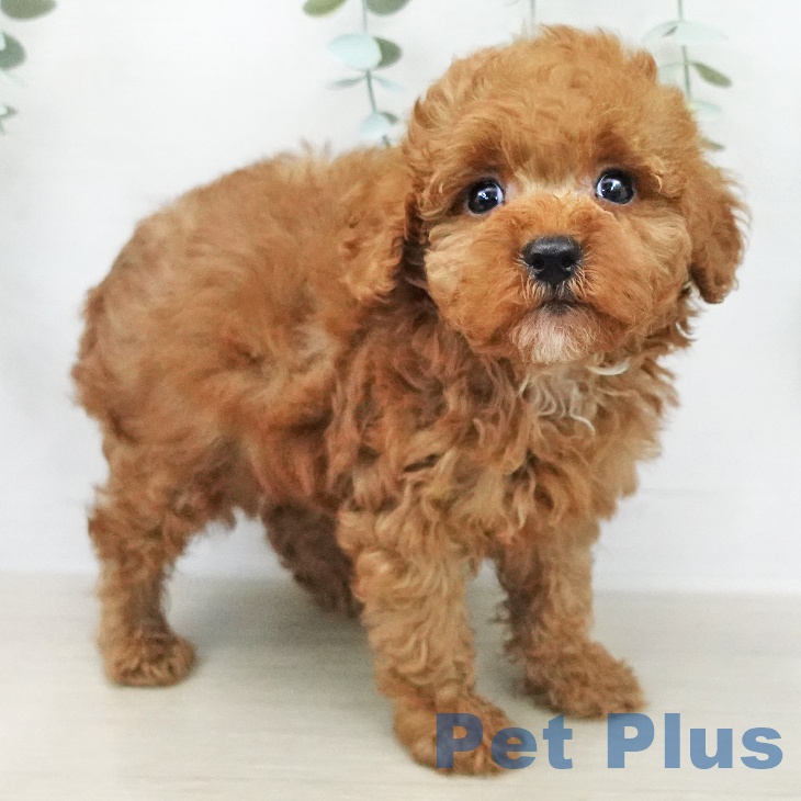 トイ・プードル