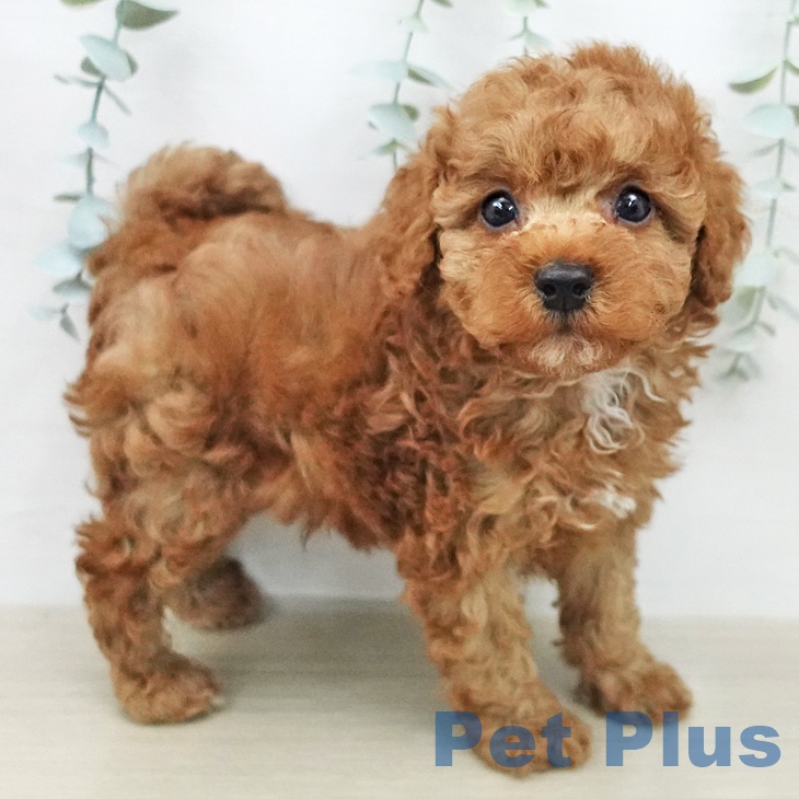 トイ・プードル