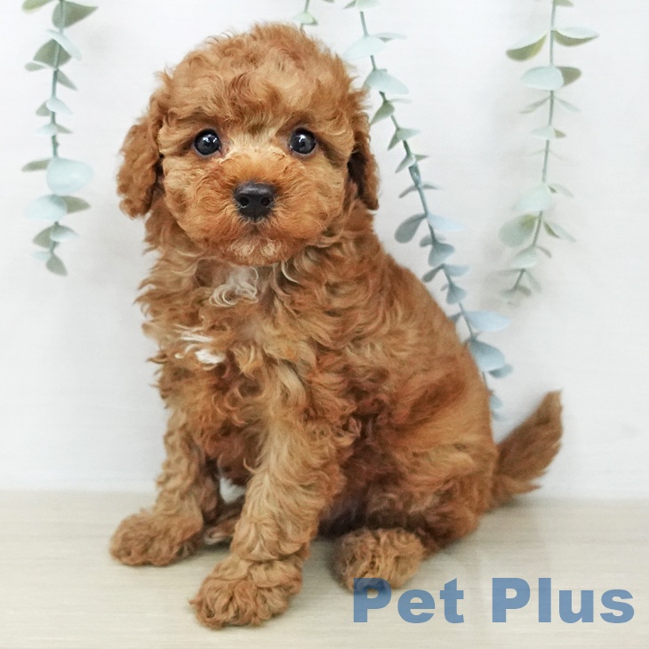 トイ・プードルの写真2