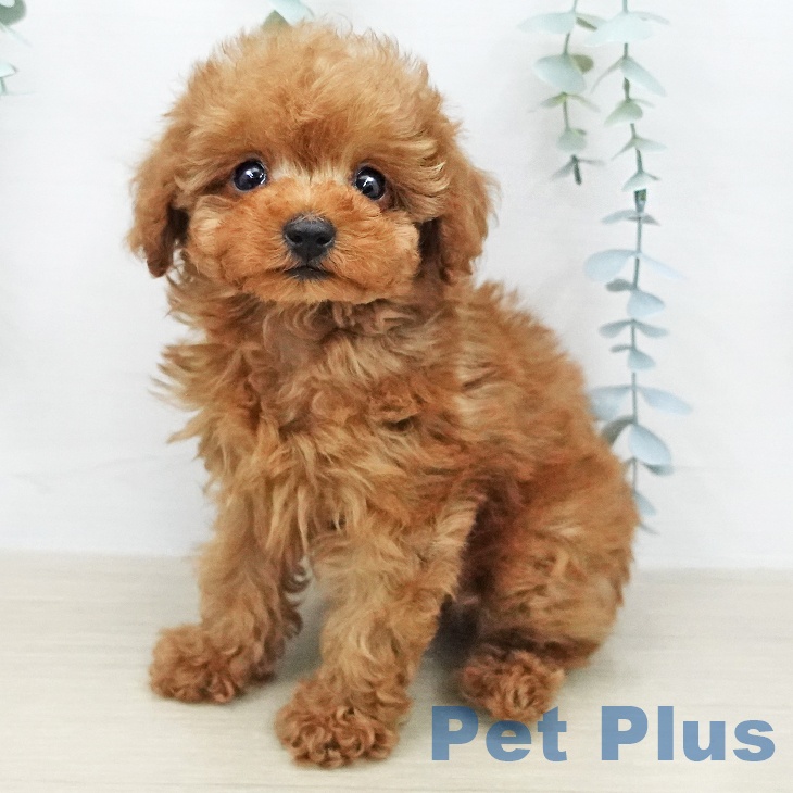 トイ・プードル