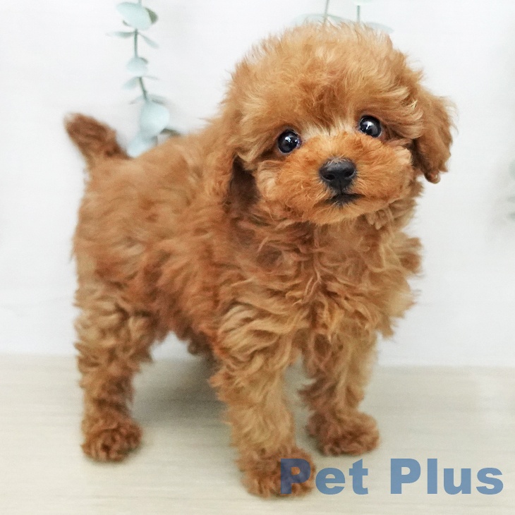 トイ・プードルの写真2