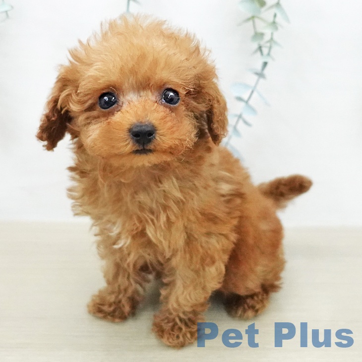 トイ・プードル