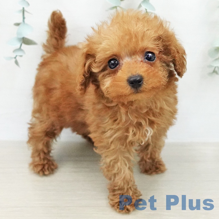 トイ・プードルの写真2