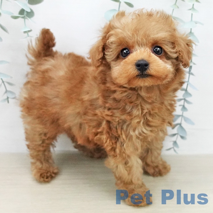 トイ・プードル