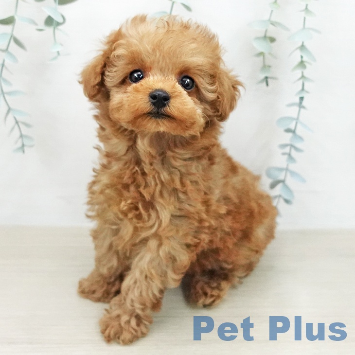 トイ・プードルの写真2