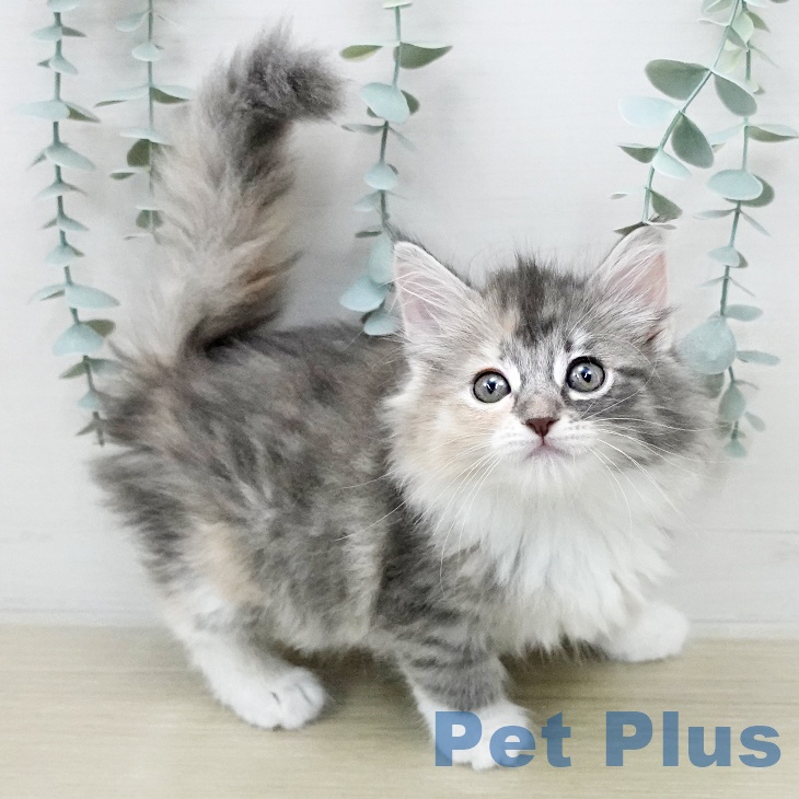 サイベリアンの写真2