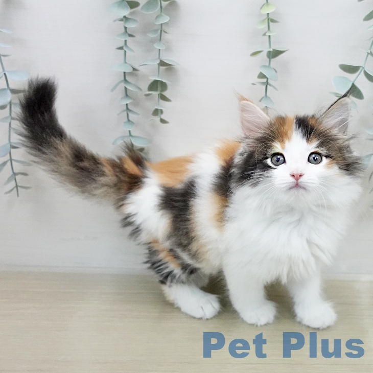 サイベリアンの写真2