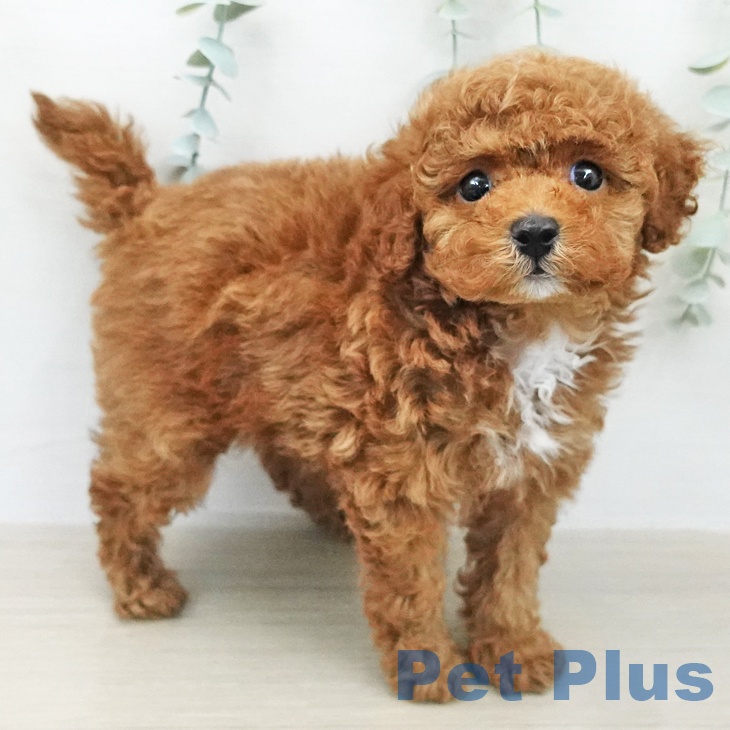 トイ・プードル