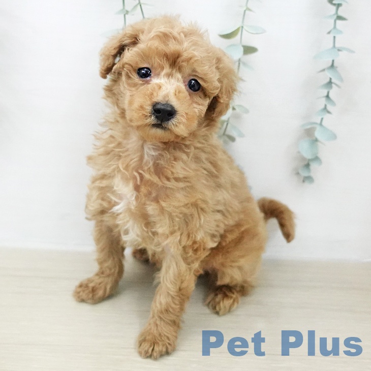 トイ・プードル