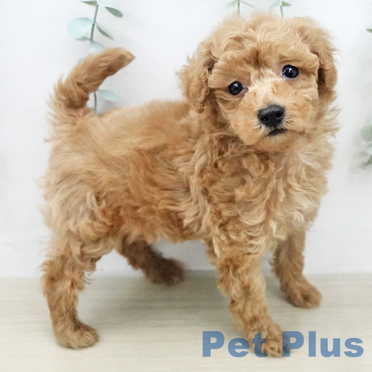 トイ・プードルの写真2