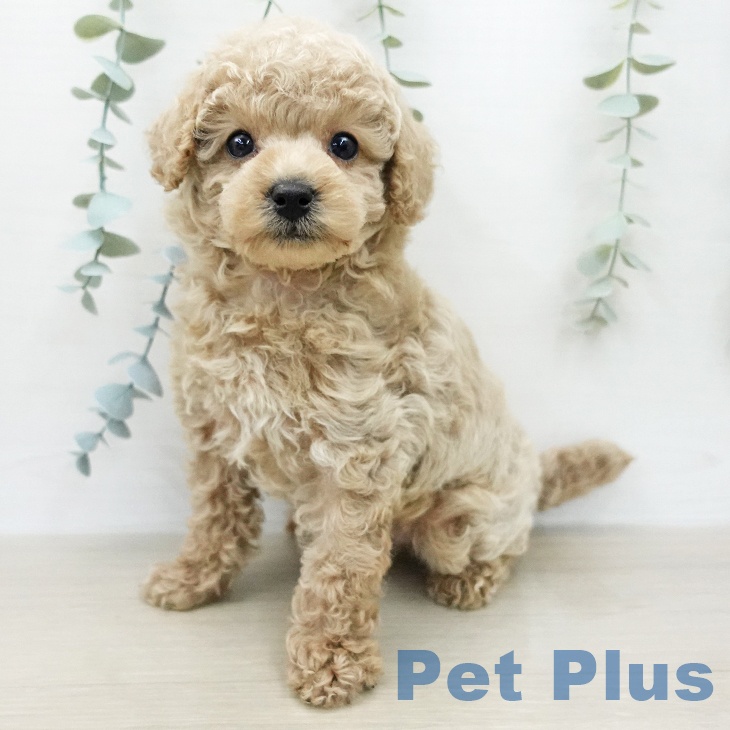 トイ・プードル