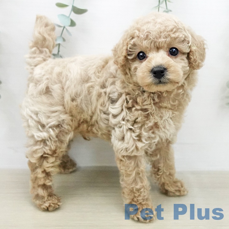 トイ・プードルの写真2