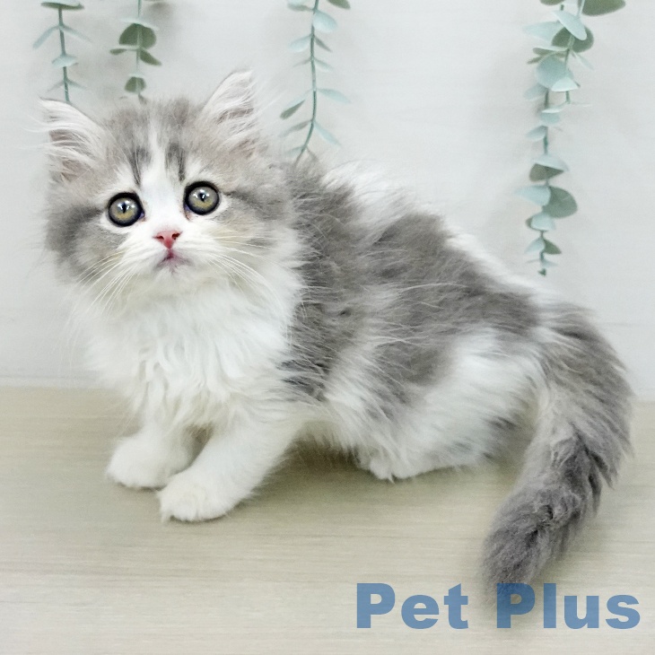 ミヌエットの写真2