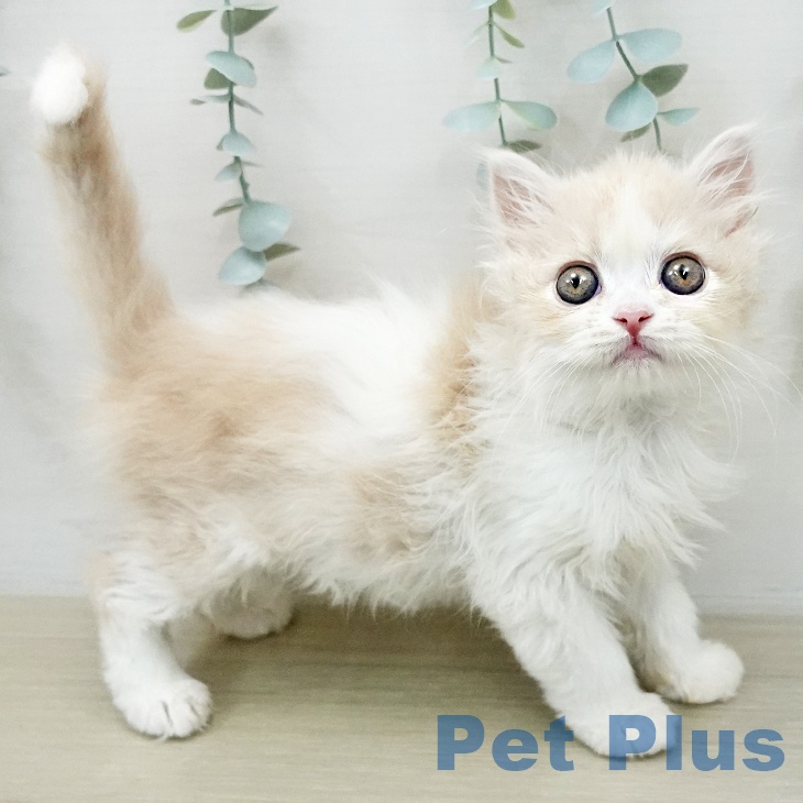 ミヌエットの写真2