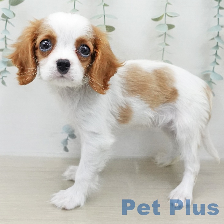 キャバリア・キングチャールズ・スパニエルの写真2