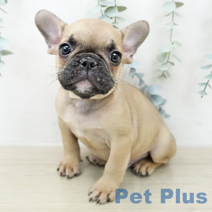 フレンチ・ブルドッグ