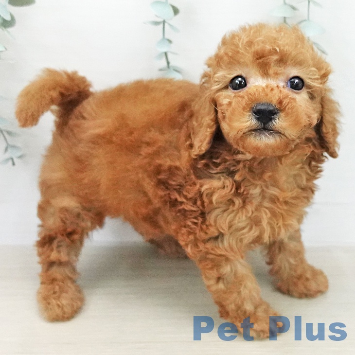 トイ・プードル