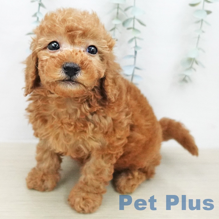 トイ・プードルの写真2