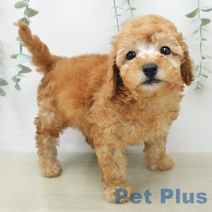 トイ・プードル