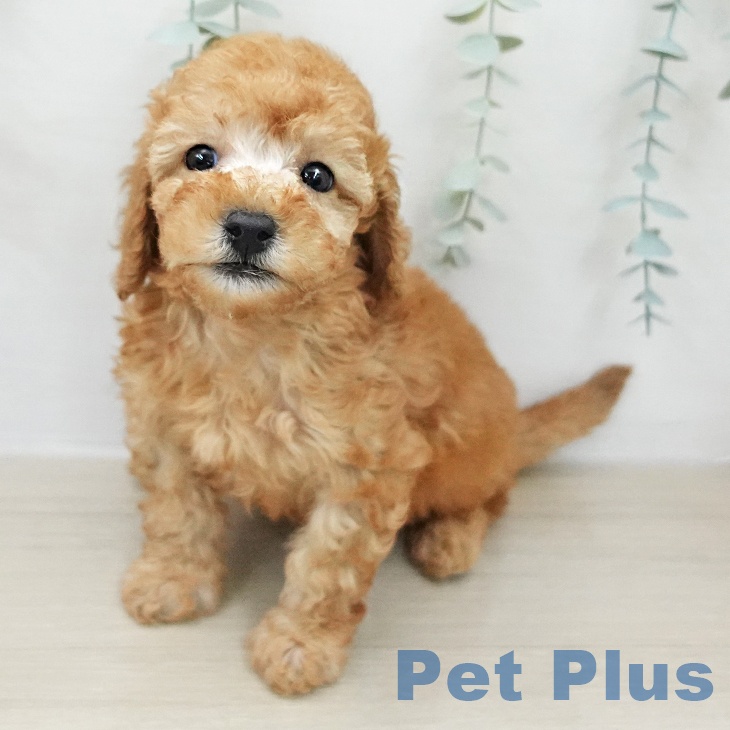 トイ・プードルの写真2