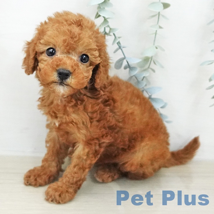 トイ・プードル