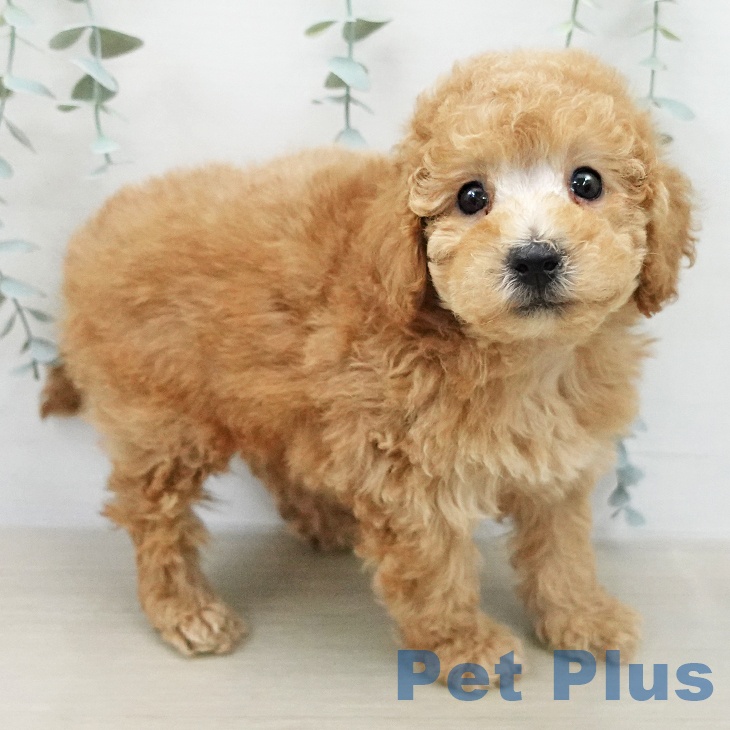 トイ・プードル