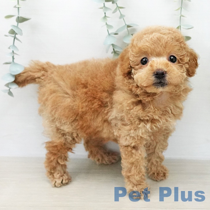 トイ・プードル