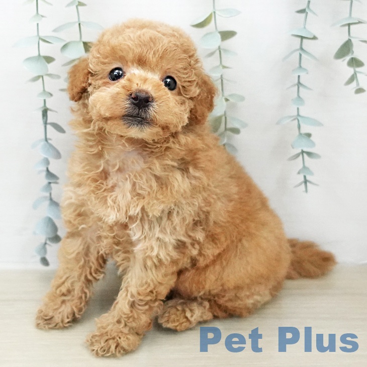 トイ・プードルの写真2