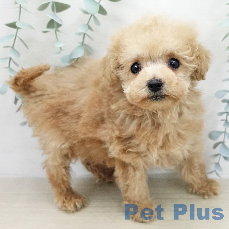 トイ・プードルの写真2