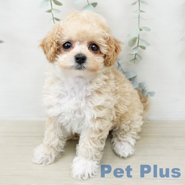 トイ・プードル