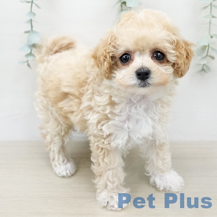 トイ・プードルの写真2