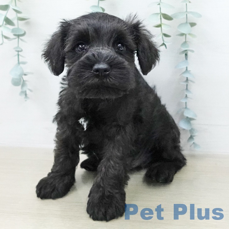 ミニチュア・シュナウザー