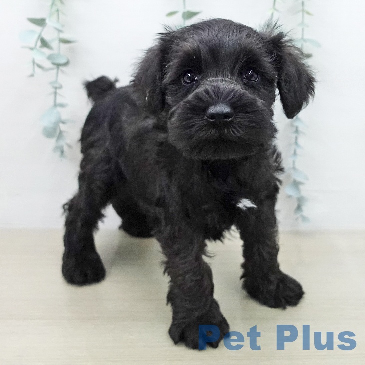 ミニチュア・シュナウザーの写真2