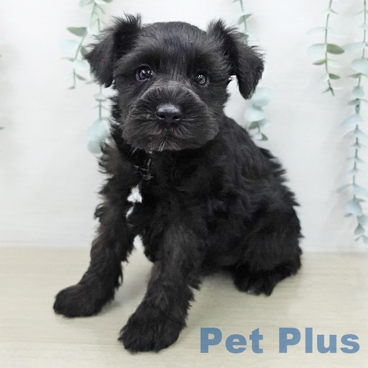 ミニチュア・シュナウザー