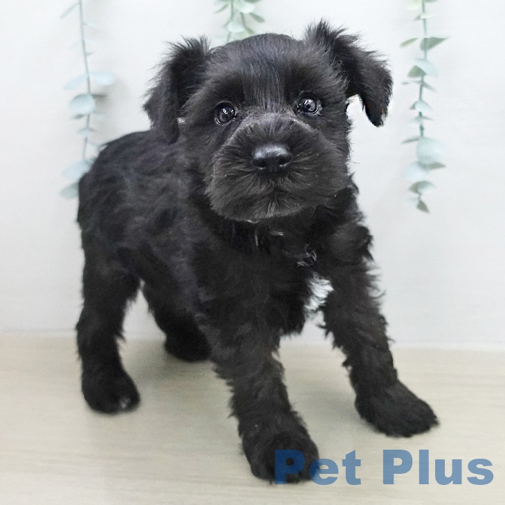 ミニチュア・シュナウザーの写真2