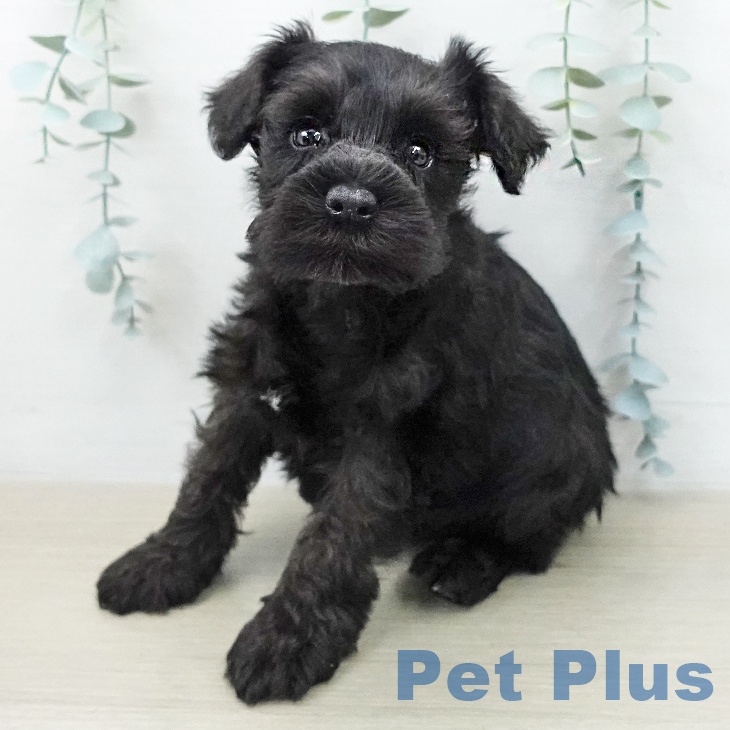 ミニチュア・シュナウザー