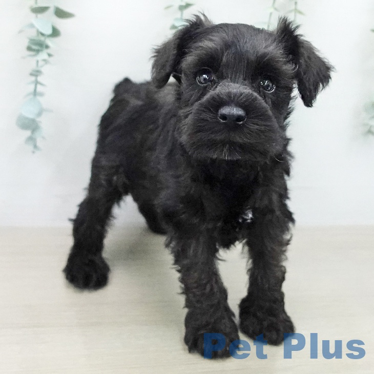 ミニチュア・シュナウザーの写真2