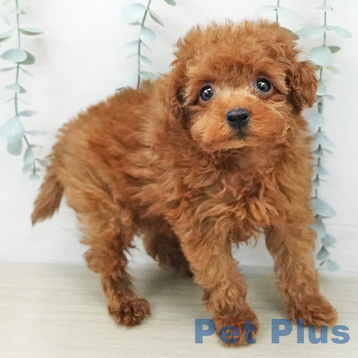 トイ・プードルの写真2