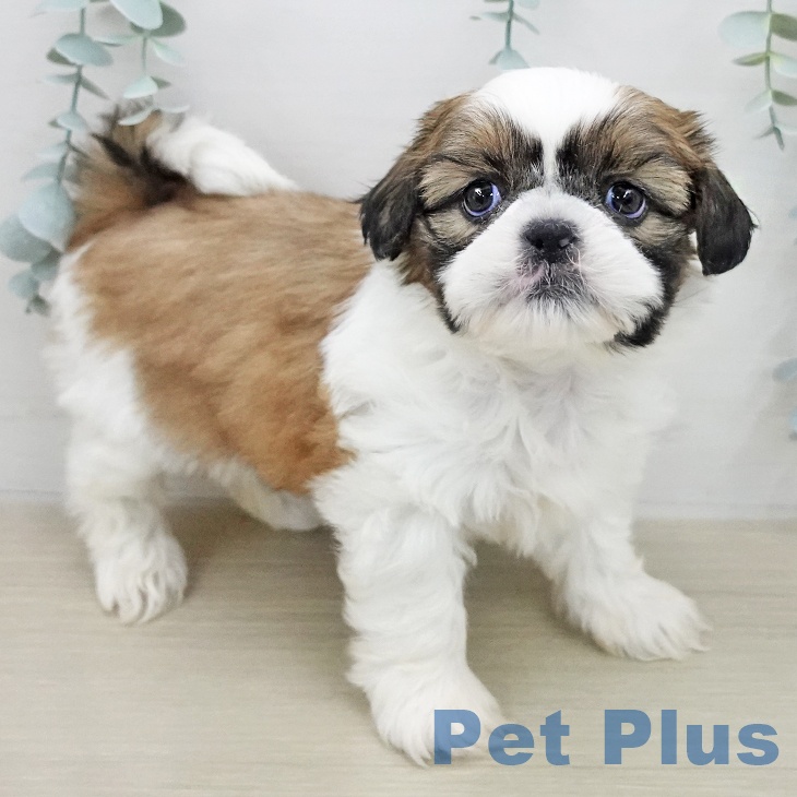 シー・ズーの写真2