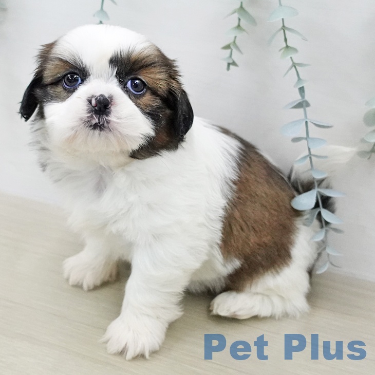 シー・ズーの写真2