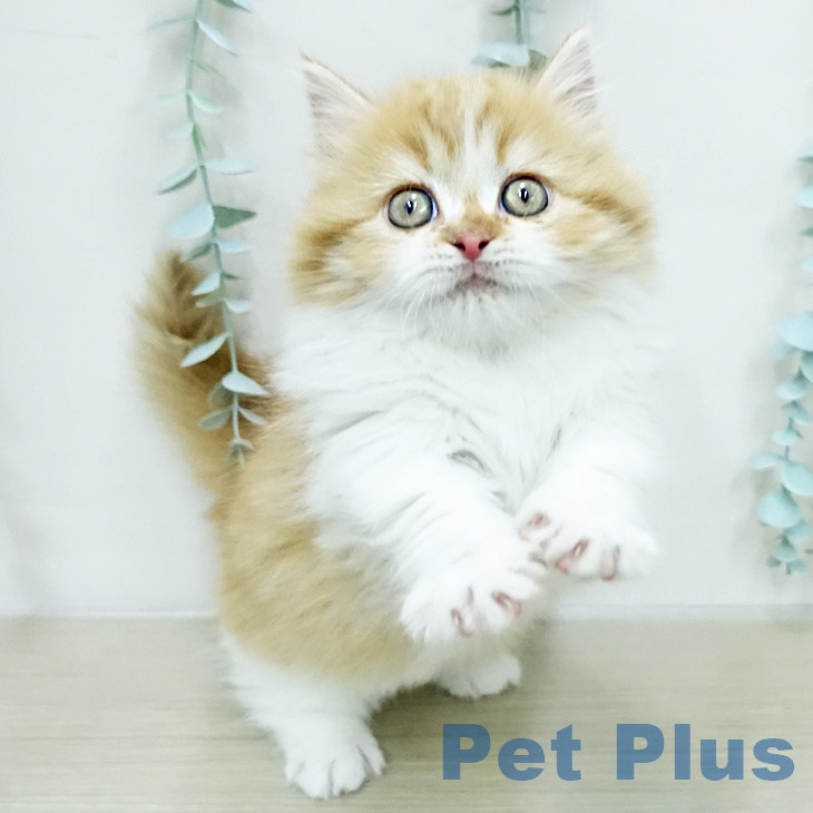 ミヌエットの写真2