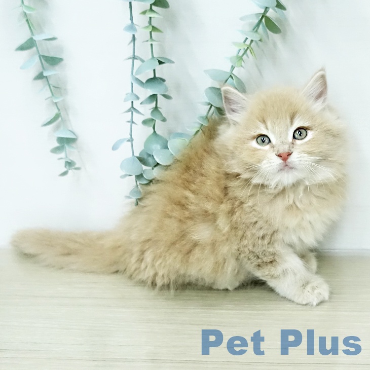 サイベリアンの写真2