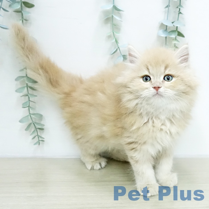 サイベリアンの写真2