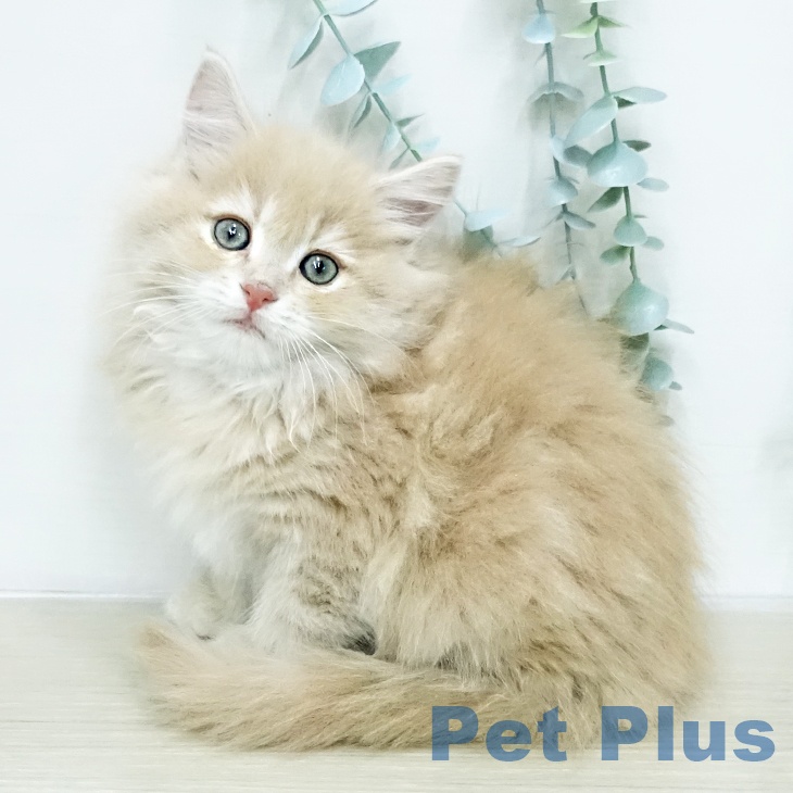 サイベリアンの写真2