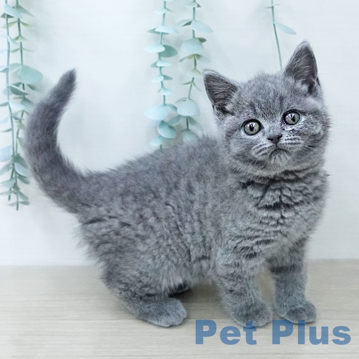 ブリティッシュショートヘア