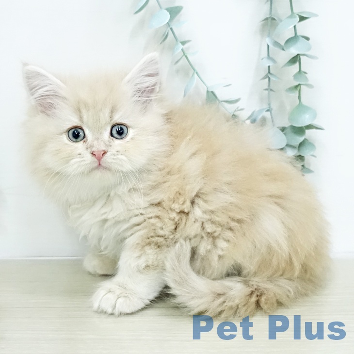 サイベリアンの写真2