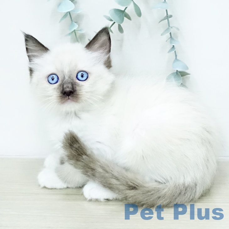 ラグドールの写真2