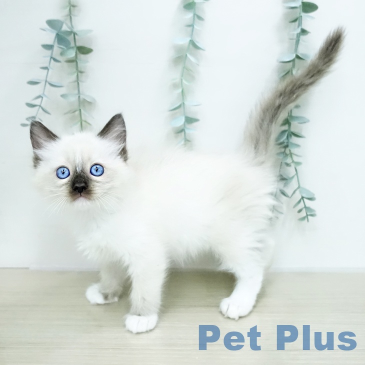 ラグドールの写真2