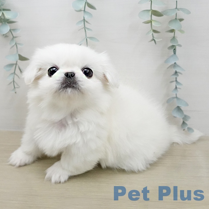 ペキニーズの写真2