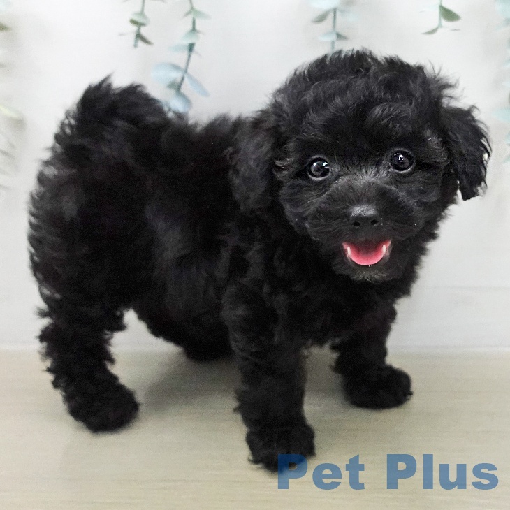 トイ・プードル